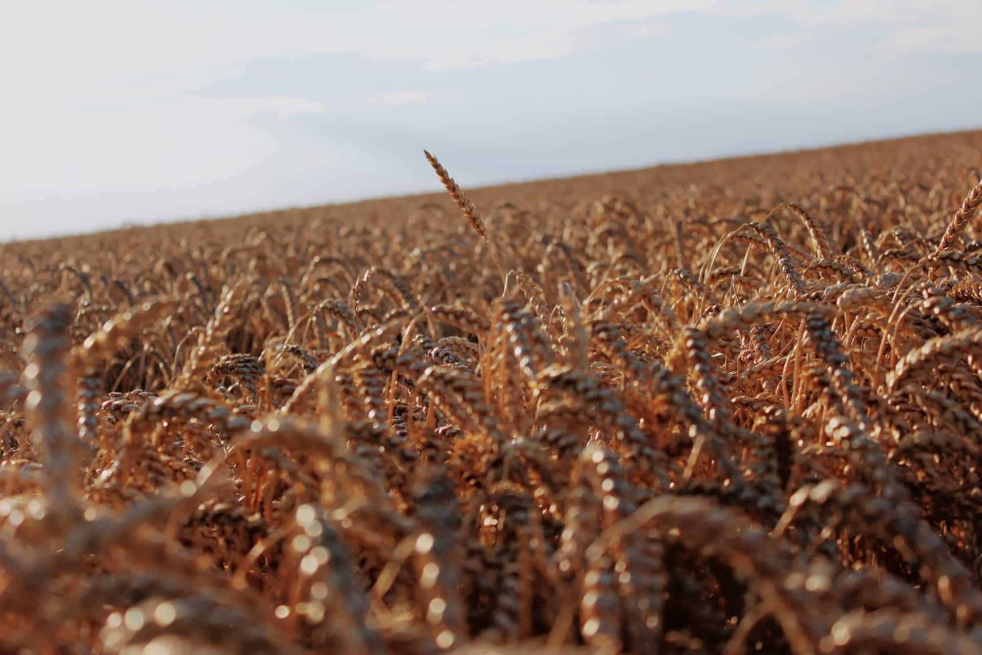 wheat field